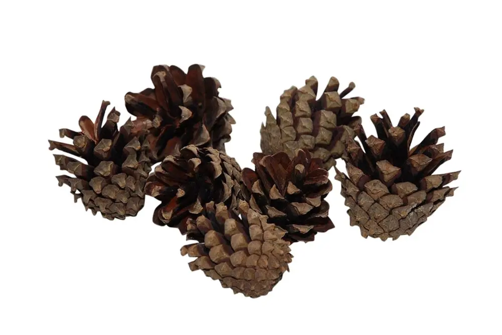 Pinecone Silvester 200g Natural