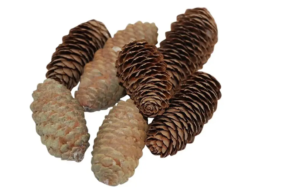 Pinecone Spruce 150g L6 Natural