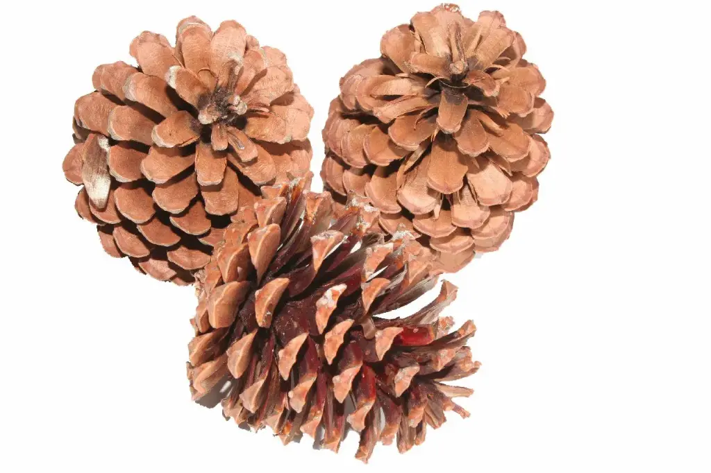Pinecone Maritima 15 Pcs L10 Natural