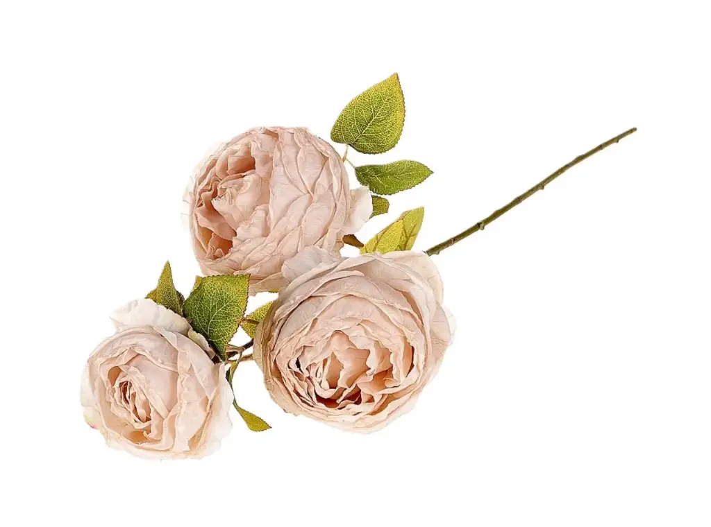 Branch Rosa Gallica L70 Off-white