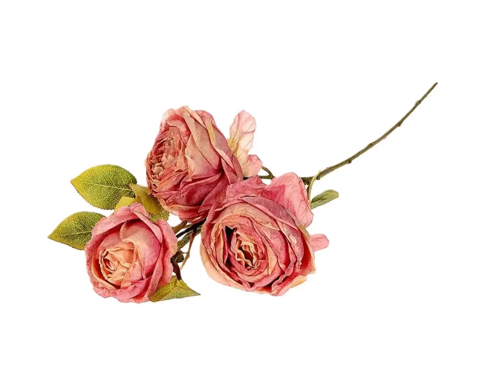 Branch Rosa Gallica L70 Pink