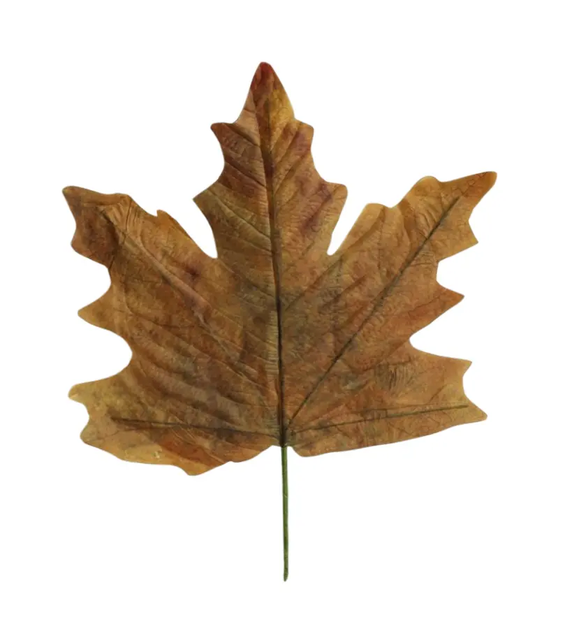Stem Maple Leaf Calvi L56W59 Brown