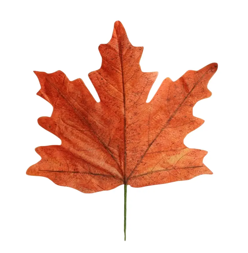 Stem Maple Leaf Calvi L56W59 Orange