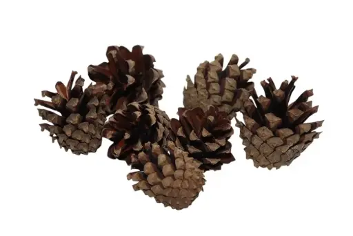 [850069000] Pinecone Silvester 200g Natural