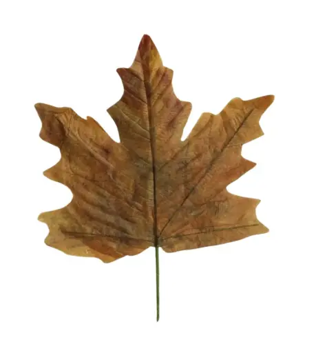 [862681026] Stem Maple Leaf Calvi L56W59 Brown