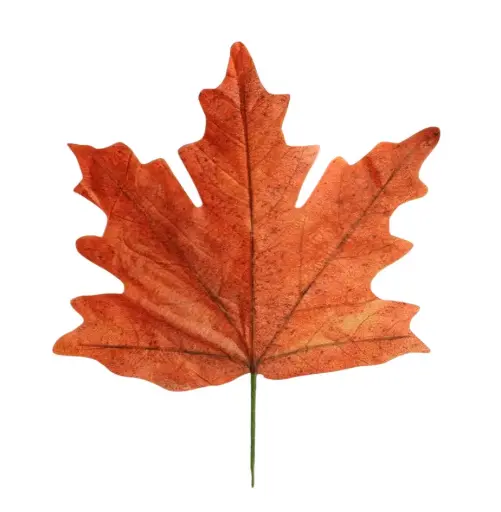 [862681027] Stem Maple Leaf Calvi L56W59 Orange